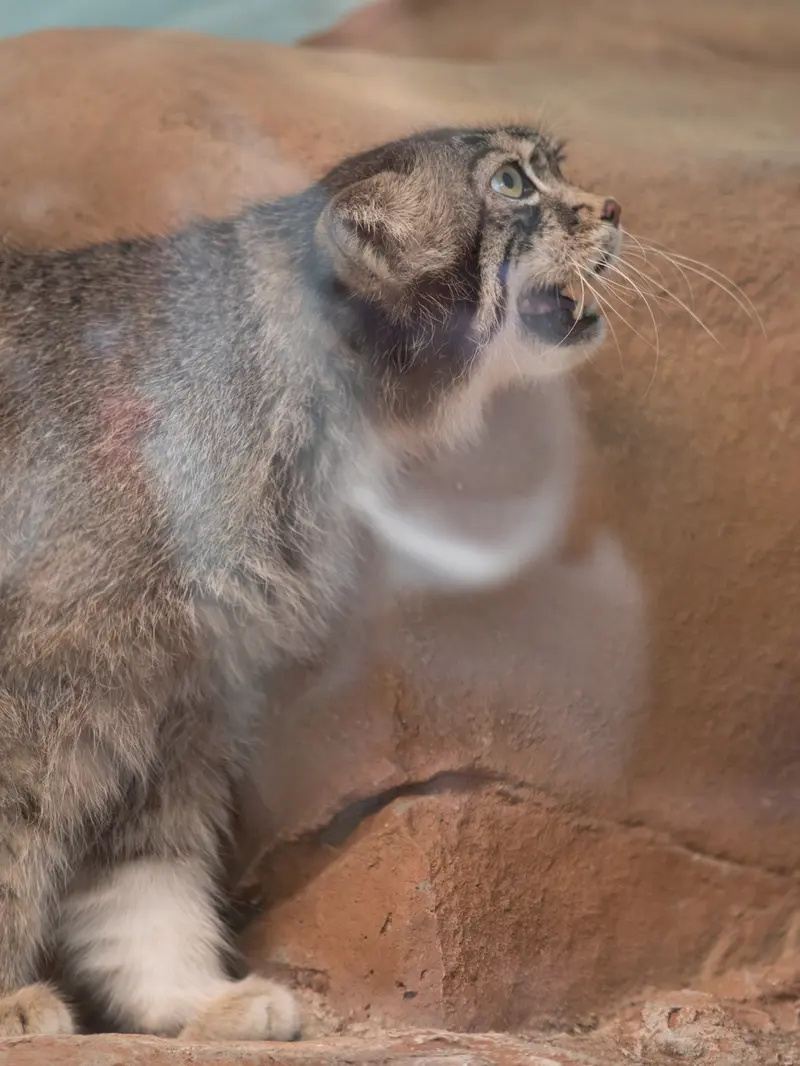 神戸市立王子動物園のイーリスの写真
