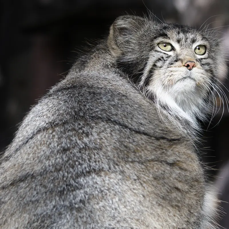 モスクワ動物園のティモフェイの写真