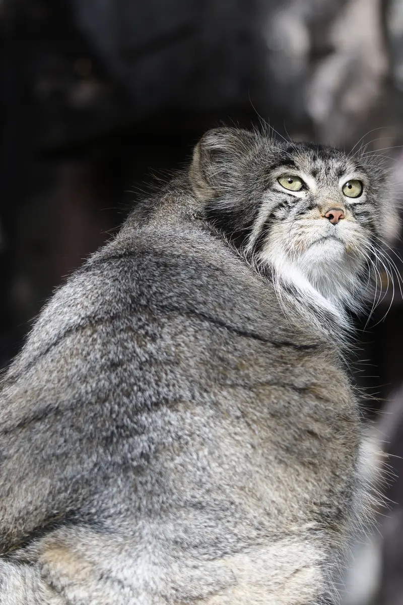 モスクワ動物園のティモフェイの写真