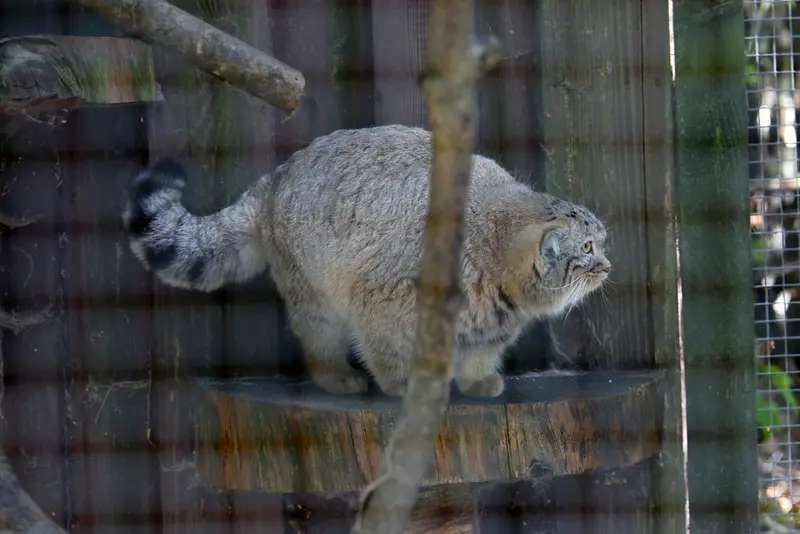 コシツェ動物園のアラニの子（2026年生まれ）Ⅰの写真