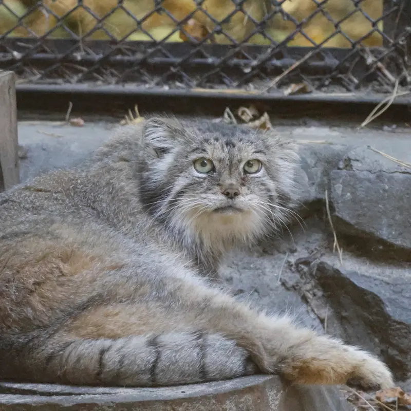 ノヴォシビルスク動物園のラストチカの写真