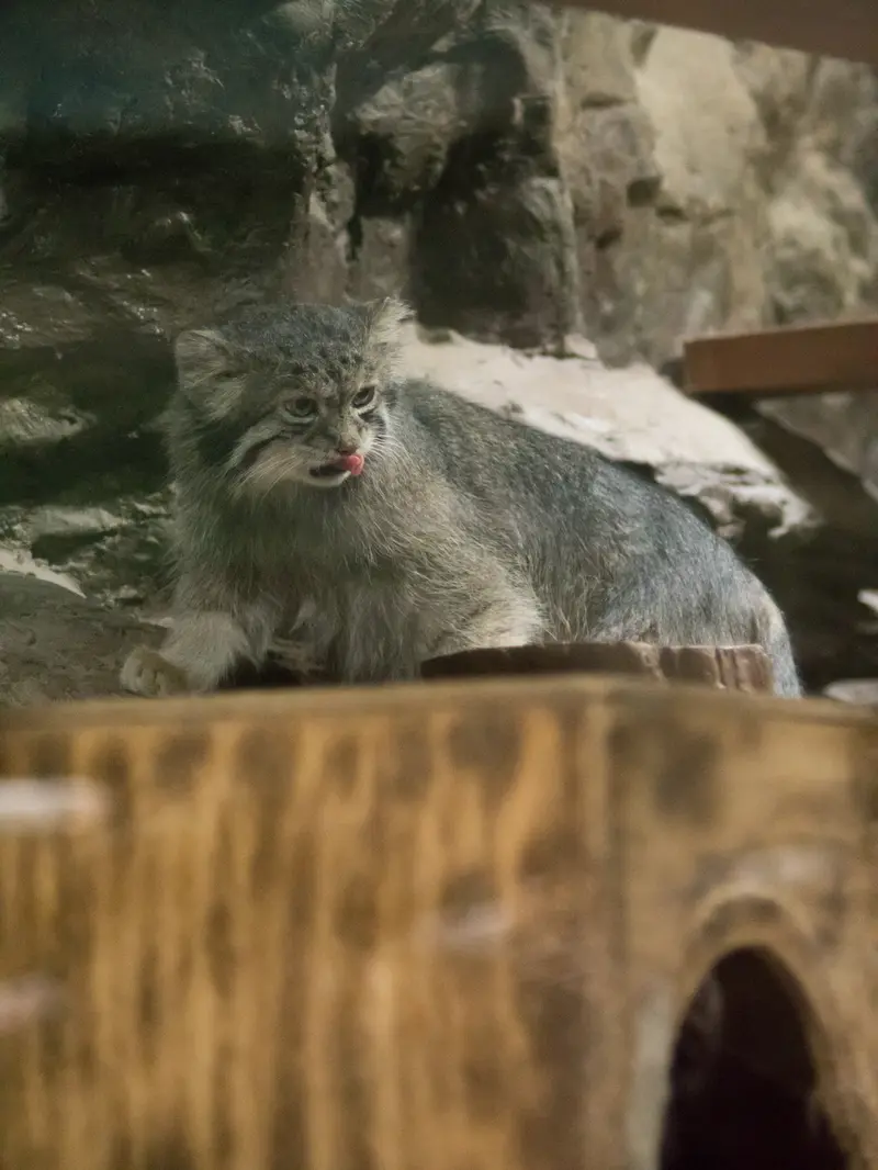 恩賜上野動物園のクリョンの写真