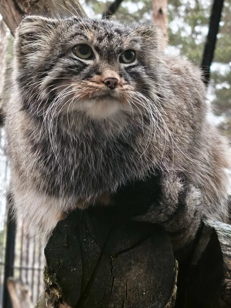 ノヴォシビルスク動物園のレオンの写真