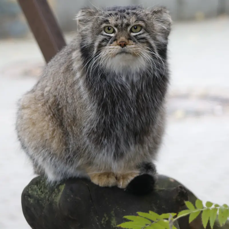 モスクワ動物園のティモフェイの写真