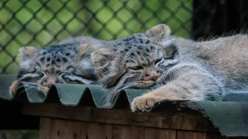 ノヴォシビルスク動物園のマヌルネコの写真