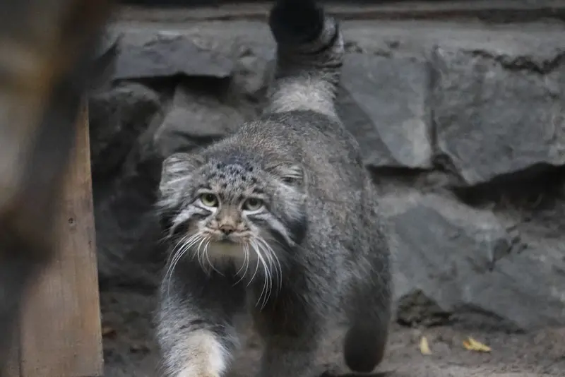 ノヴォシビルスク動物園のグレイの写真