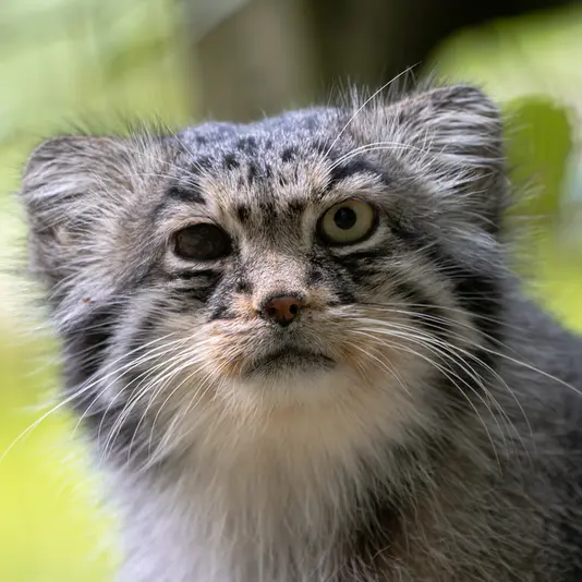 オペル動物園のバトゥの写真
