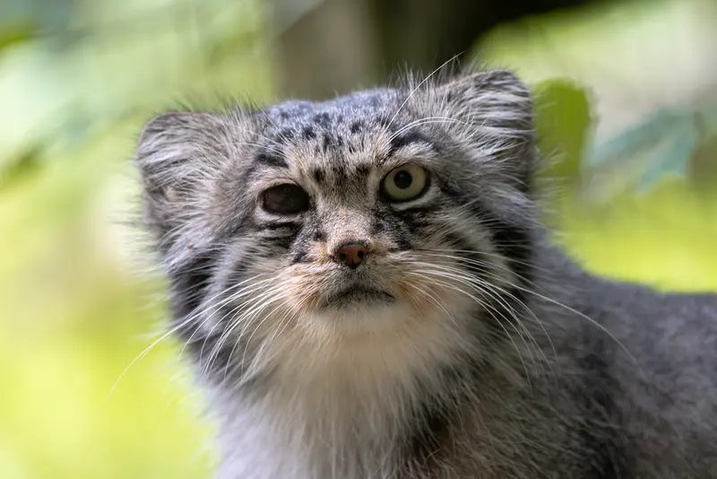 オペル動物園のバトゥの写真
