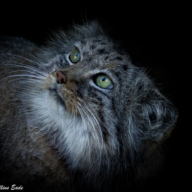 ビッグ・キャット・サンクチュアリのジェスロの写真