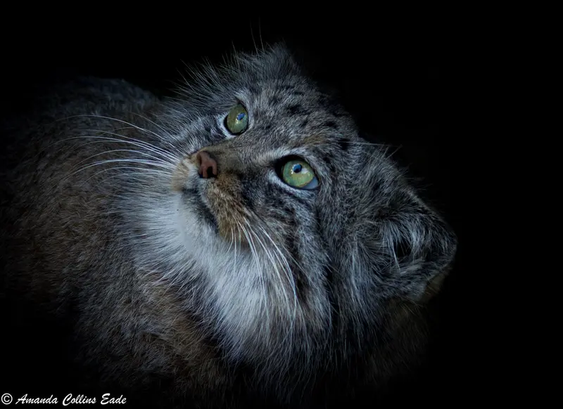 ビッグ・キャット・サンクチュアリのジェスロの写真