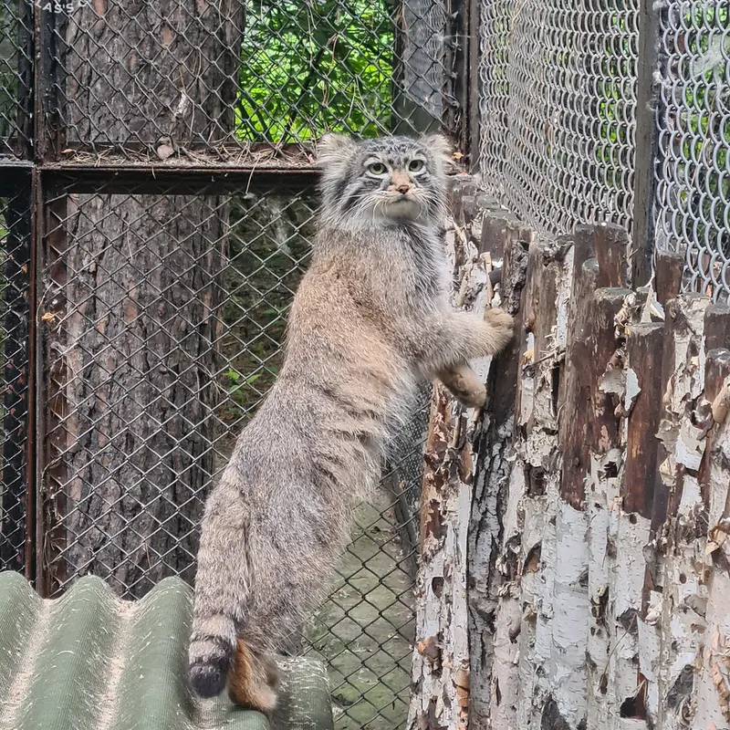 ノヴォシビルスク動物園のラッキーの写真