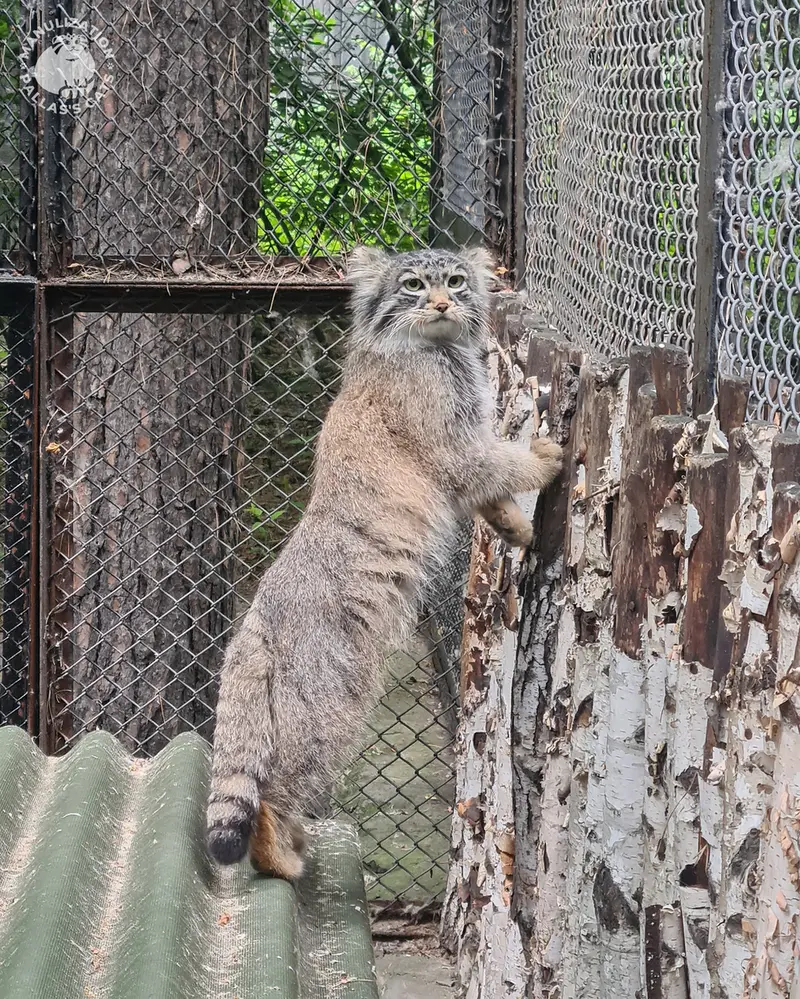 ノヴォシビルスク動物園のラッキーの写真