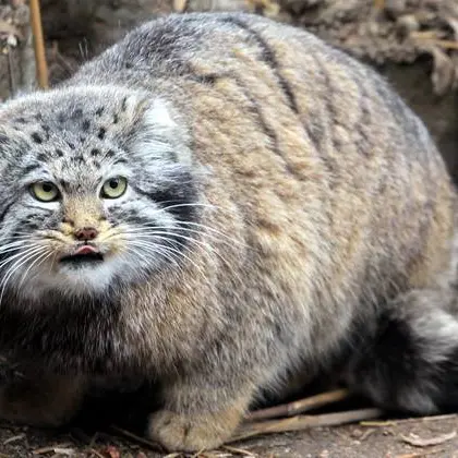 カラコル動物園のクニャージュナ・カラコリスカヤの写真