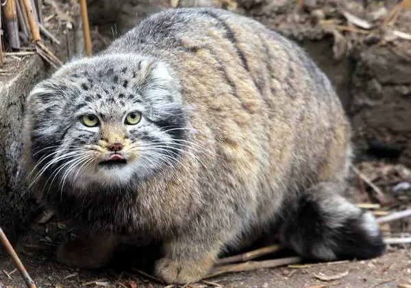 カラコル動物園のクニャージュナ・カラコリスカヤの写真