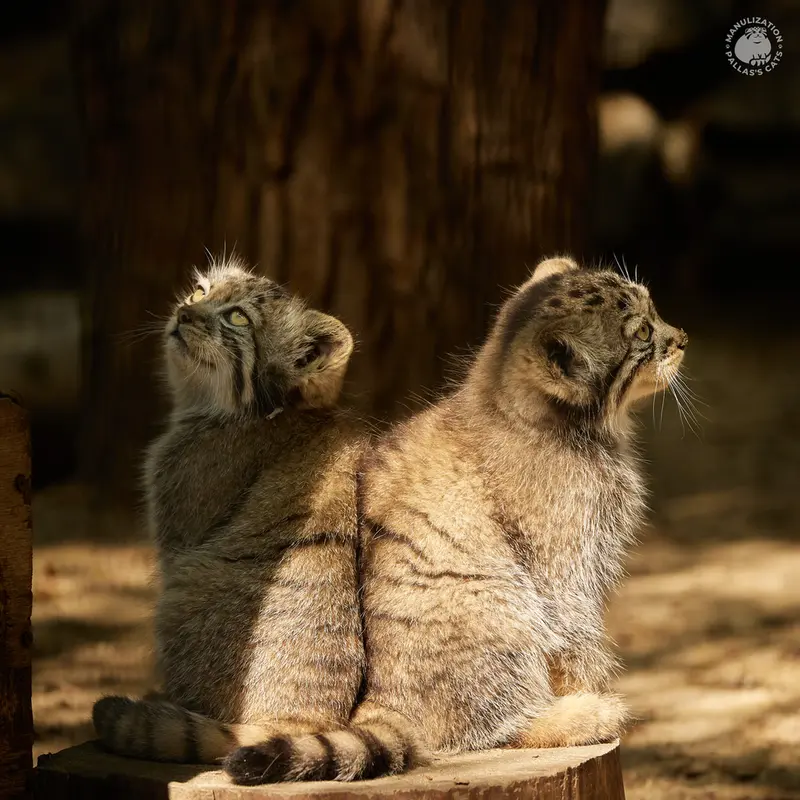 ノヴォシビルスク動物園のボリスとヴィオレッタの写真