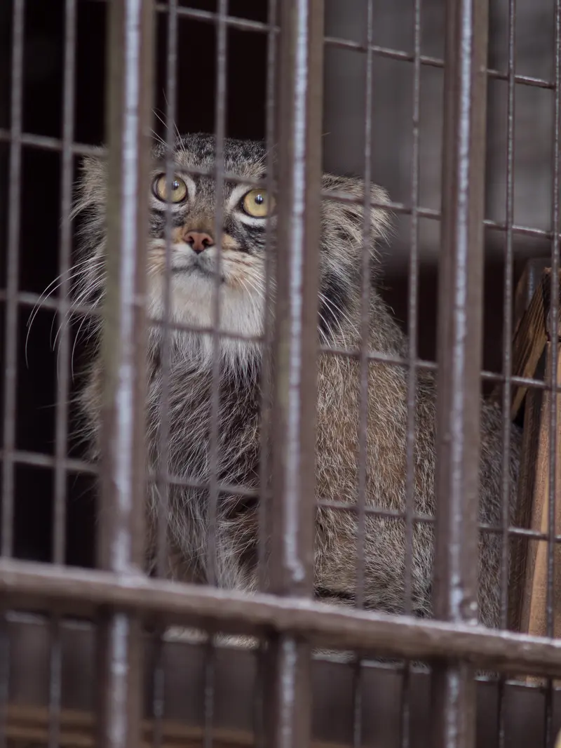 野毛山動物園のフィーガの写真
