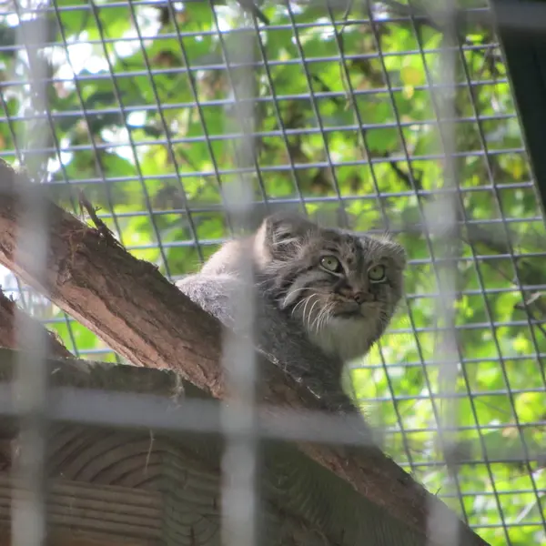 ザールブリュッケン動物園のカール・ハインツの写真
