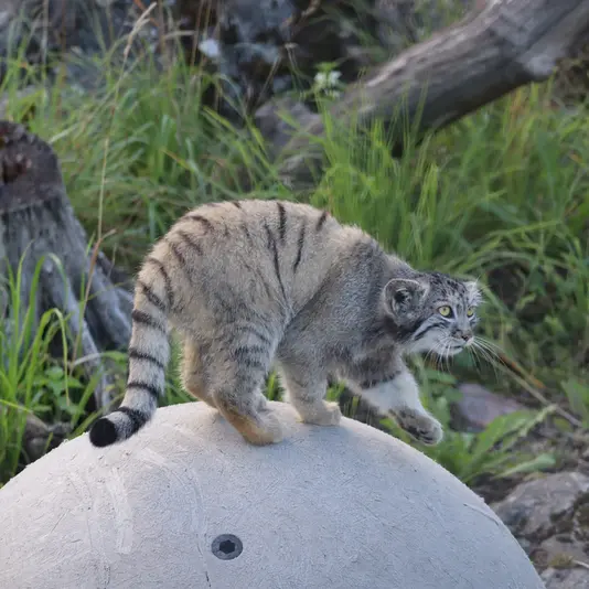 コルケアサーリ動物園のコッリ・オッリの写真