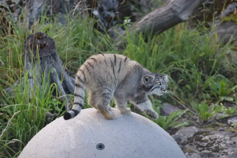 コルケアサーリ動物園のコッリ・オッリの写真