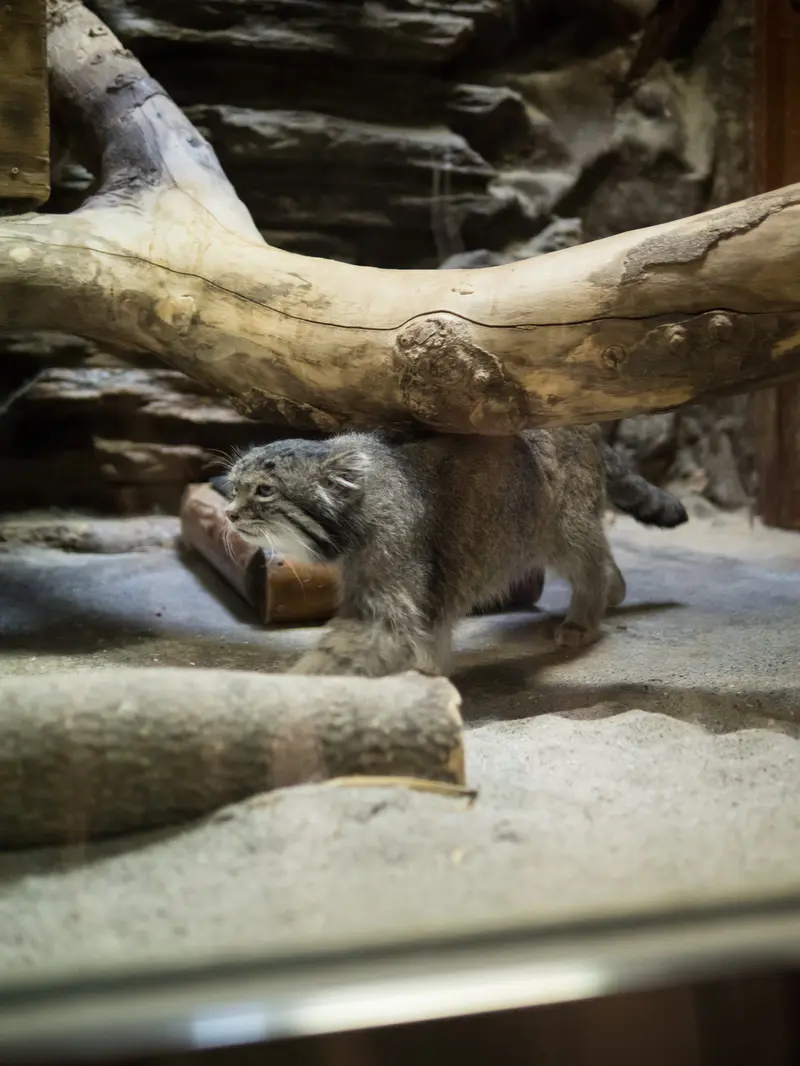 恩賜上野動物園のクリョンの写真
