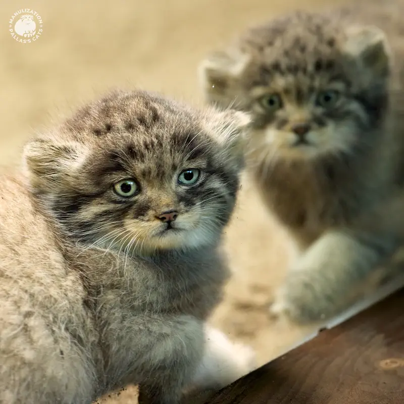 パルコ・ファウニスティコ・ラ・トルビエラのサランとトゥヤの写真