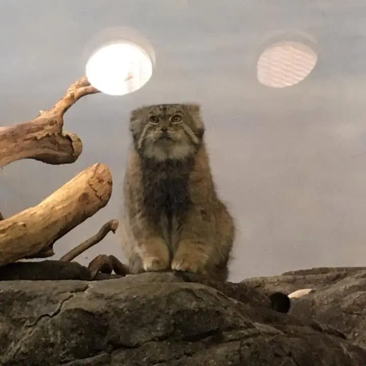 プロスペクト・パーク動物園のボリスの写真