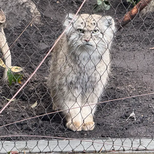 プロスペクト・パーク動物園のバトゥの写真