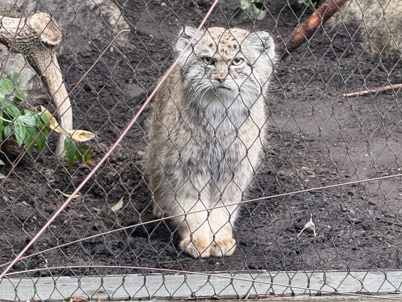 プロスペクト・パーク動物園のバトゥの写真