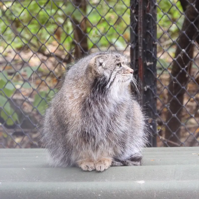 ノヴォシビルスク動物園のミアの写真