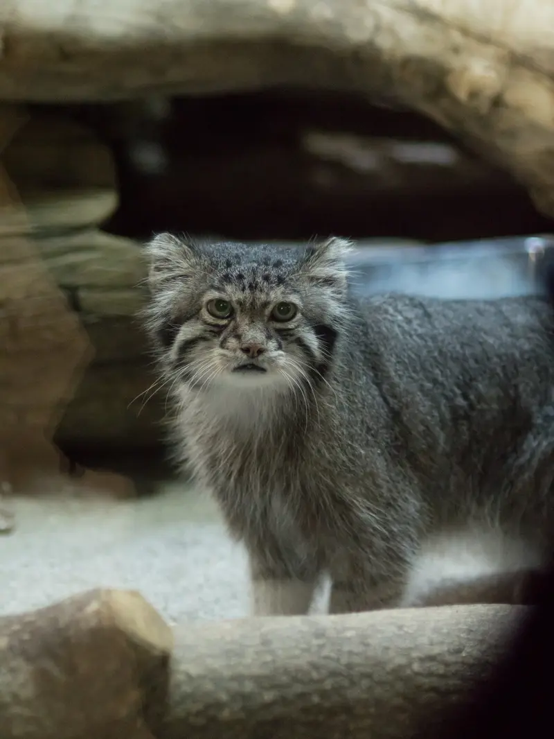 恩賜上野動物園のクリョンの写真