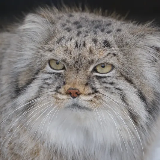ポッター・パーク動物園のマヌルネコのパジ