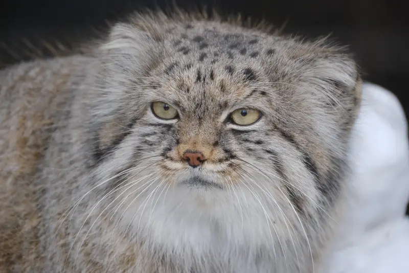 ポッター・パーク動物園のパジの写真
