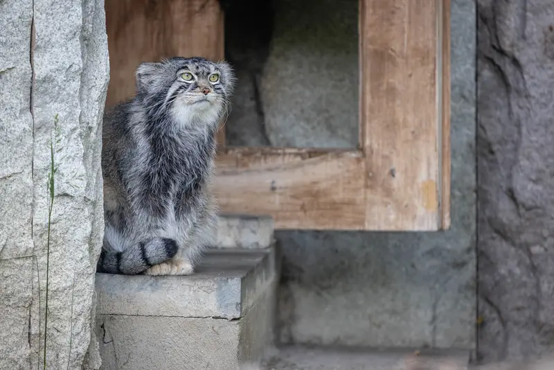 モスクワ動物園のティモフェイの写真