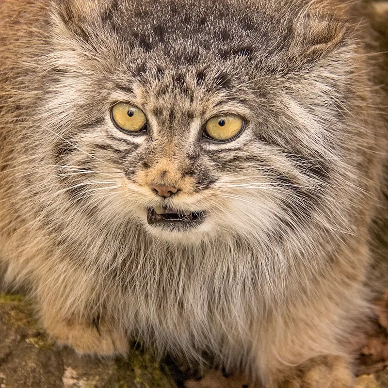 ビッグ・キャット・サンクチュアリのトゥーラの写真