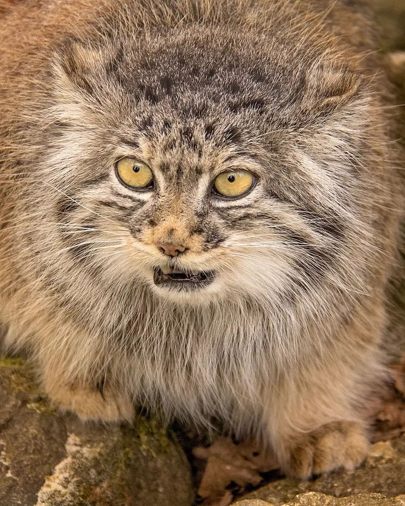 ビッグ・キャット・サンクチュアリのトゥーラの写真