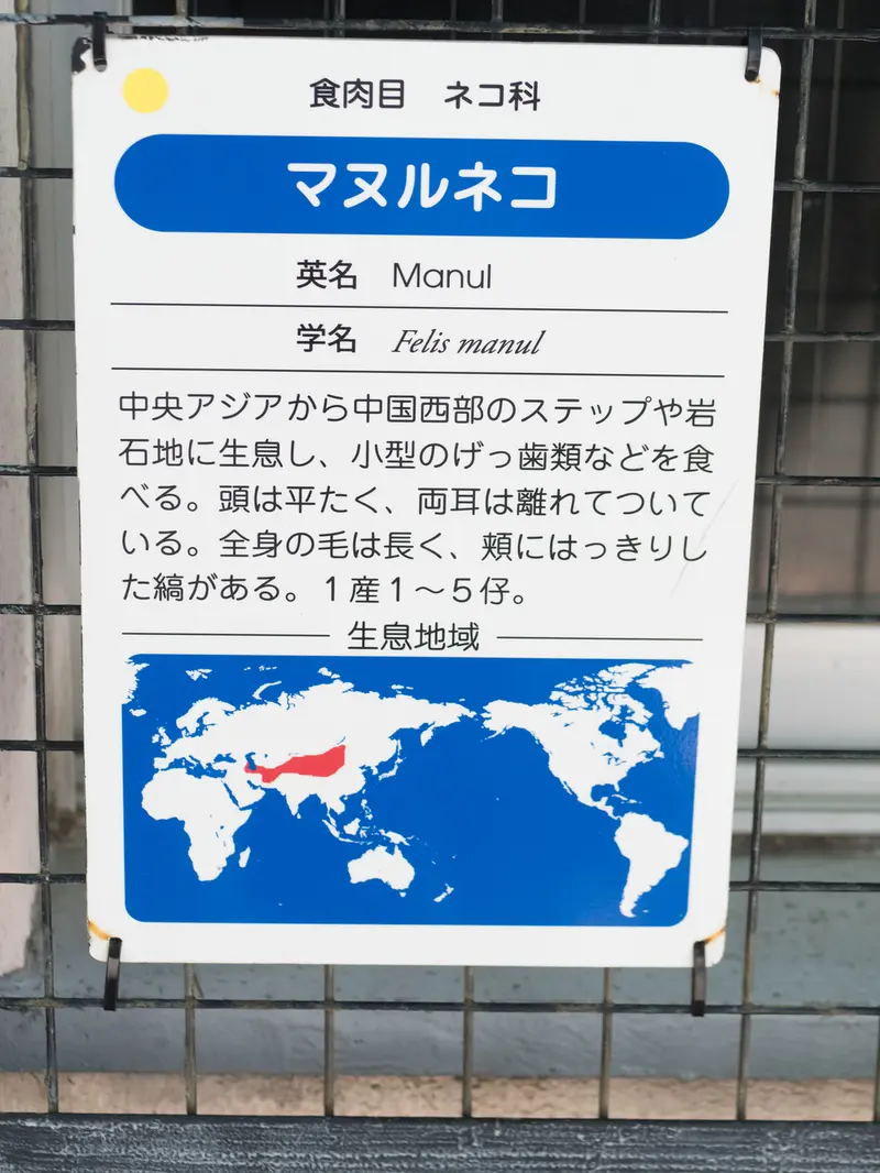 神戸市立王子動物園のマヌルネコの写真