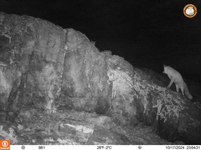 アクタス＝クンコラ［新］カメラトラップで撮影したキツネの写真