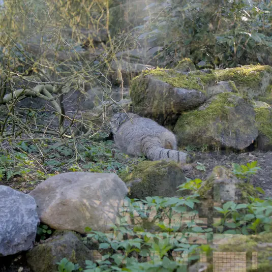 ロッテルダム動物園のノルブの写真