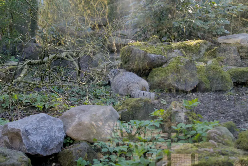 ロッテルダム動物園のノルブの写真