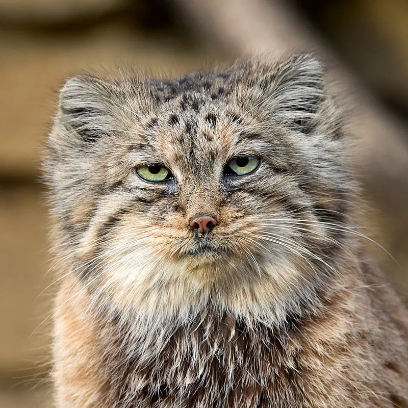 イフラヴァ動物園のマヌルネコのルガシャ