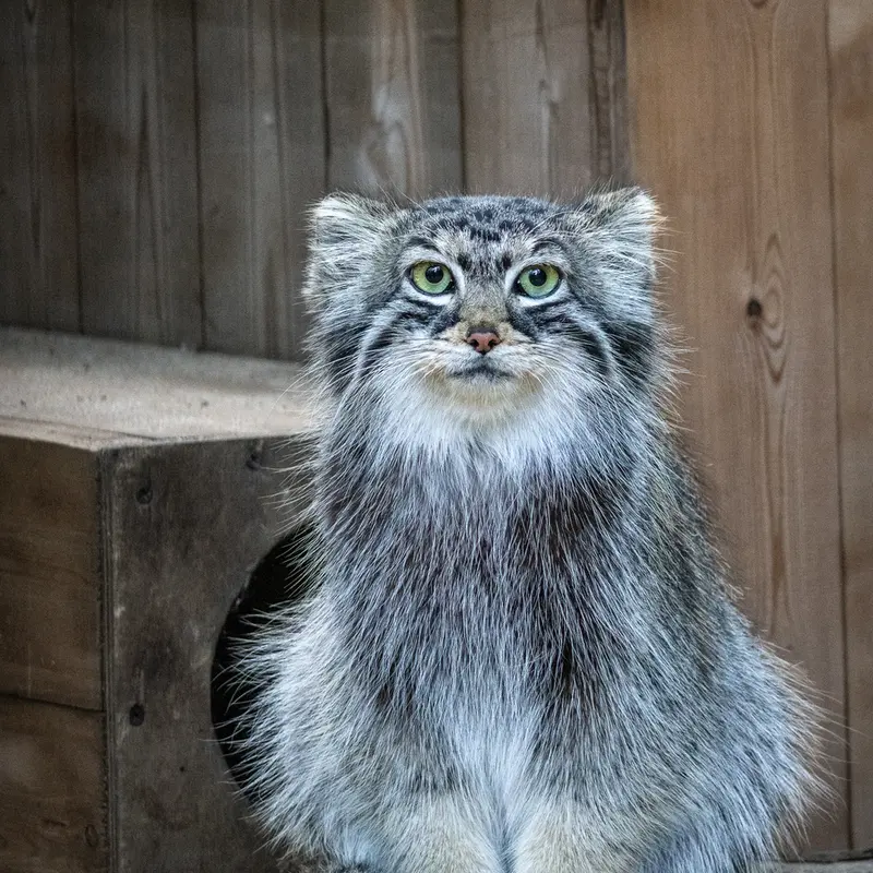 ノヴォシビルスク動物園のアーニャの写真