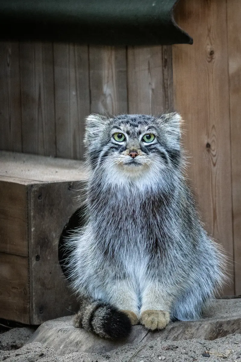 ノヴォシビルスク動物園のアーニャの写真