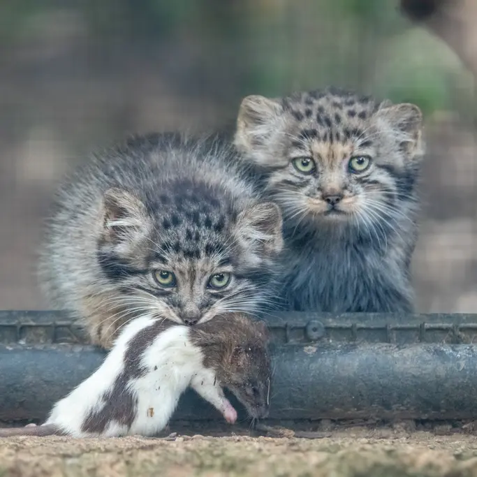 ブルノ動物園のマヌルネコの写真