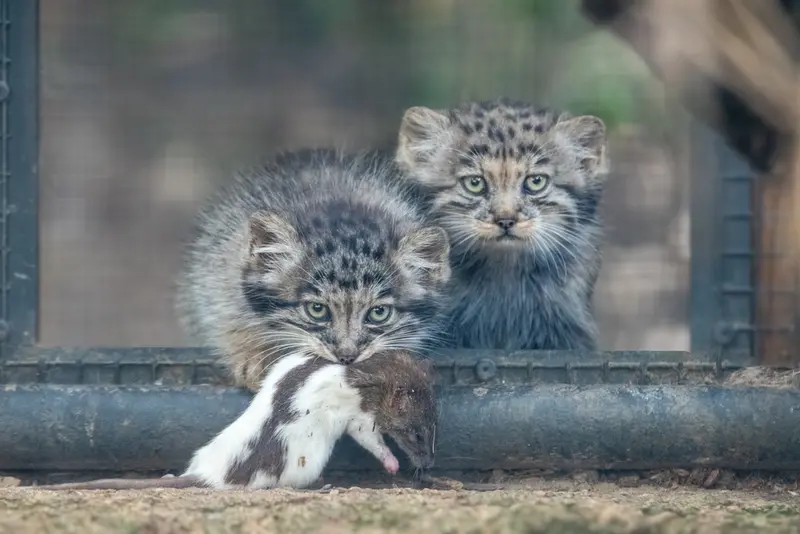 ブルノ動物園のマヌルネコの写真