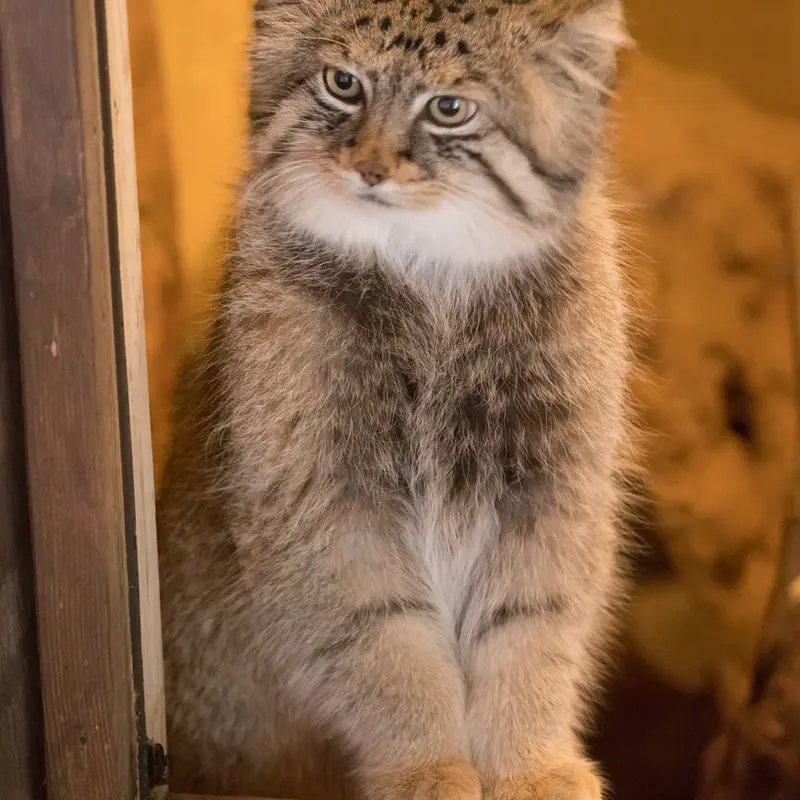 埼玉県こども動物自然公園のロータスの写真