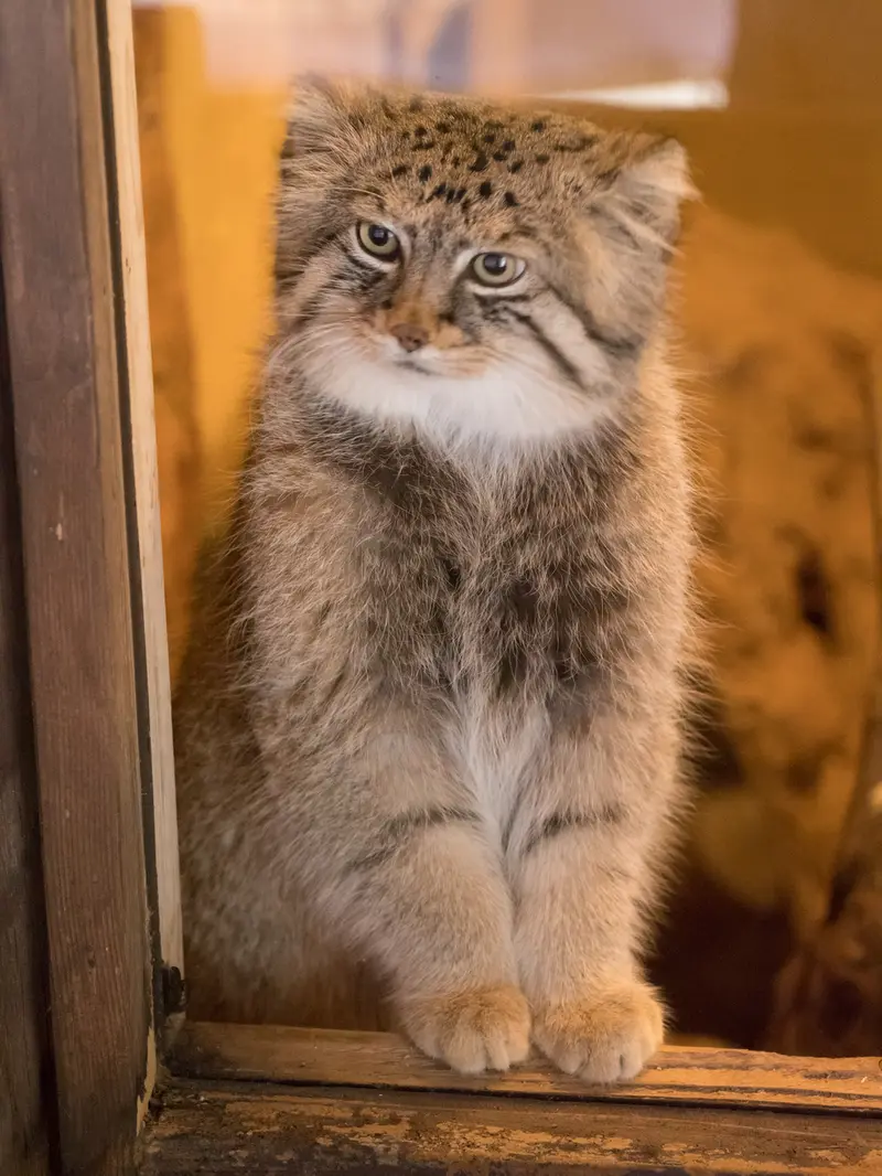 埼玉県こども動物自然公園のロータスの写真