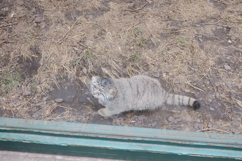 ブダペスト動物園・植物園のボリス Ⅱの写真