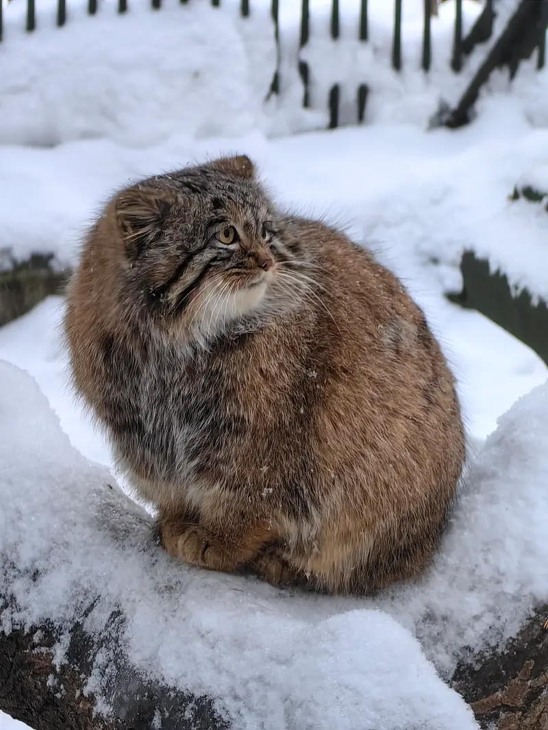 ノヴォシビルスク動物園のアッケムの写真