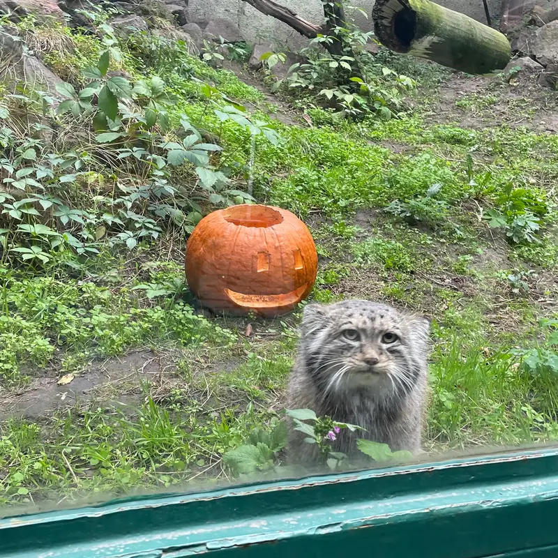 ブダペスト動物園＆植物園のボフスの写真