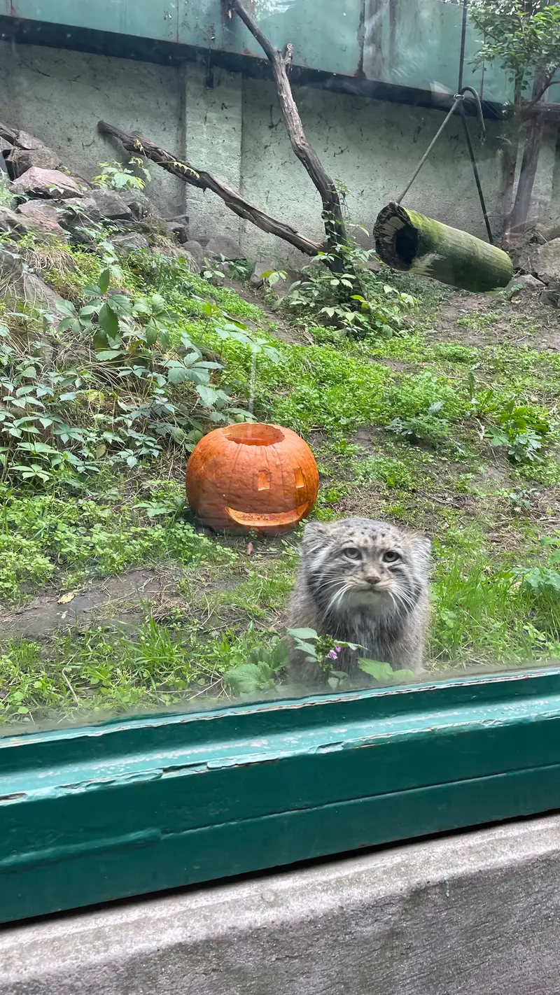 ブダペスト動物園＆植物園のボフスの写真
